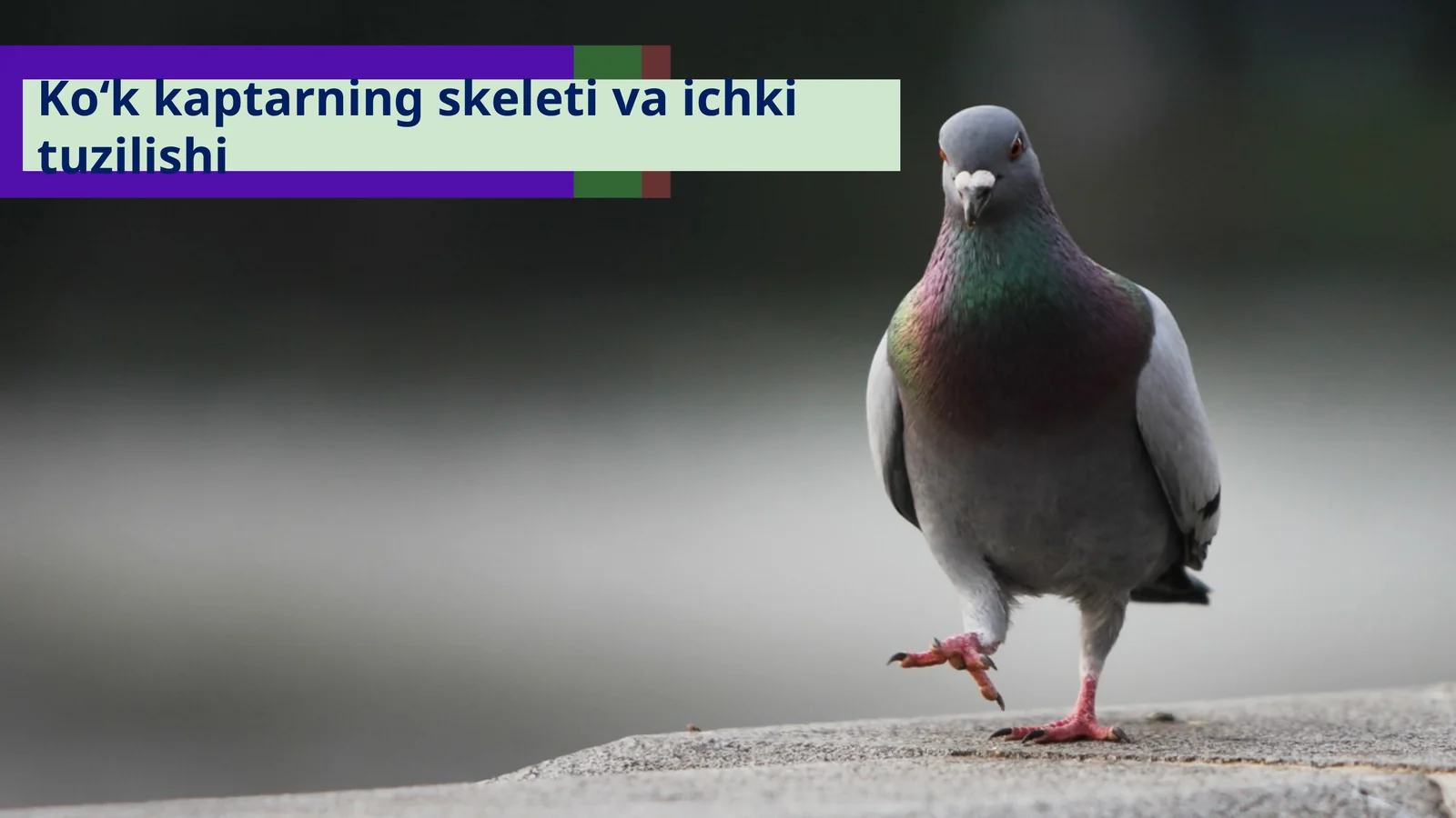 Ko‘kkaptarning skeleti va ichki tuzilishi