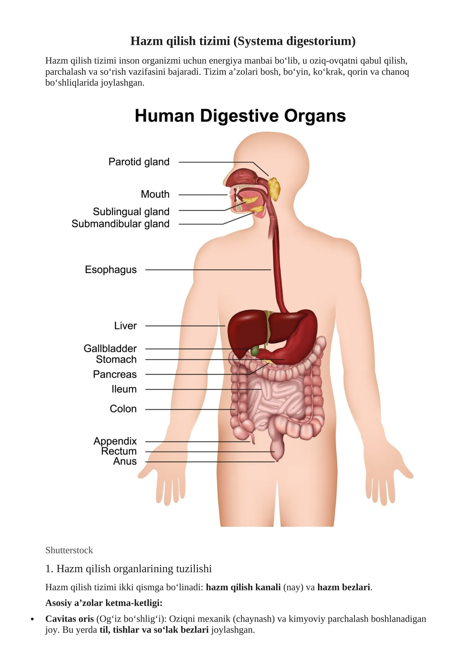 Hazm qilish tizimi (Systema digestorium)