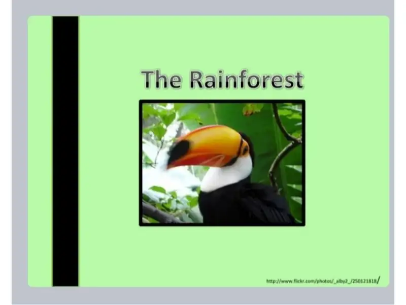 The Rainforest