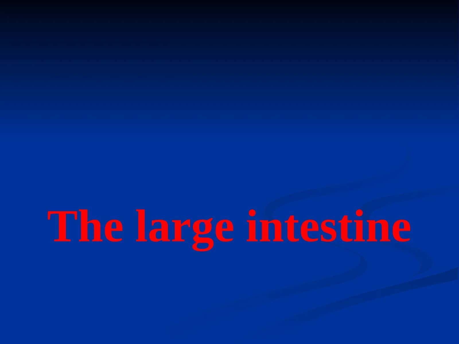 The large intestine