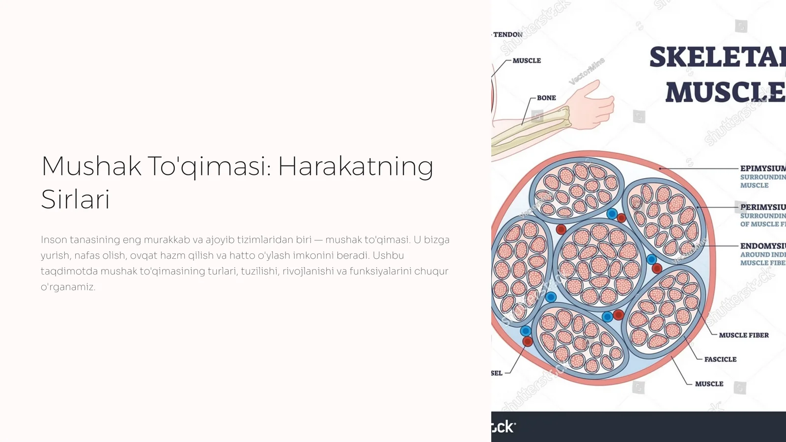 Mushak To'qimasi: Harakatning Sirlari