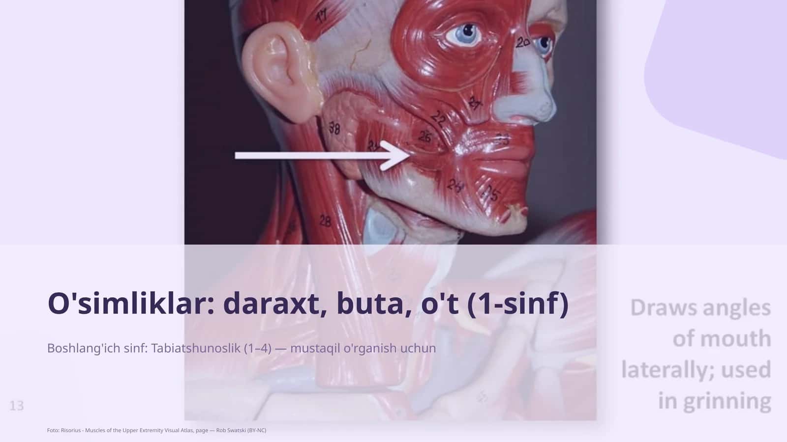 O'simliklar: daraxt, buta, o't (1-sinf)