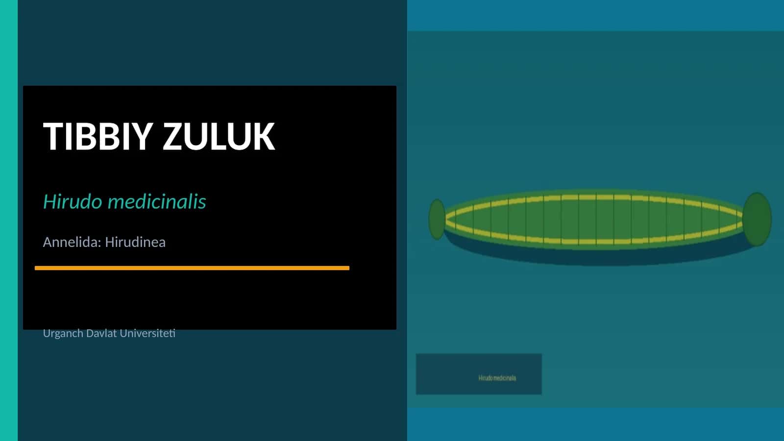 Tibbiy Zuluk