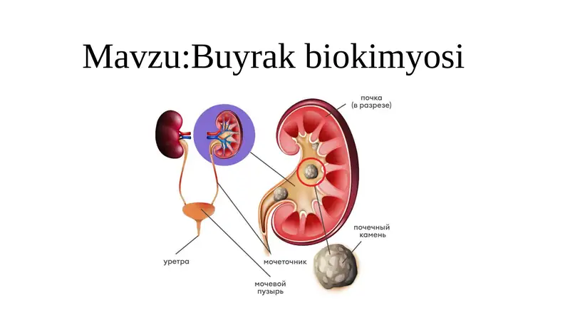 Buyrak biokimyosi