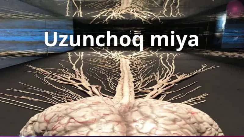 Uzunchoqmiya