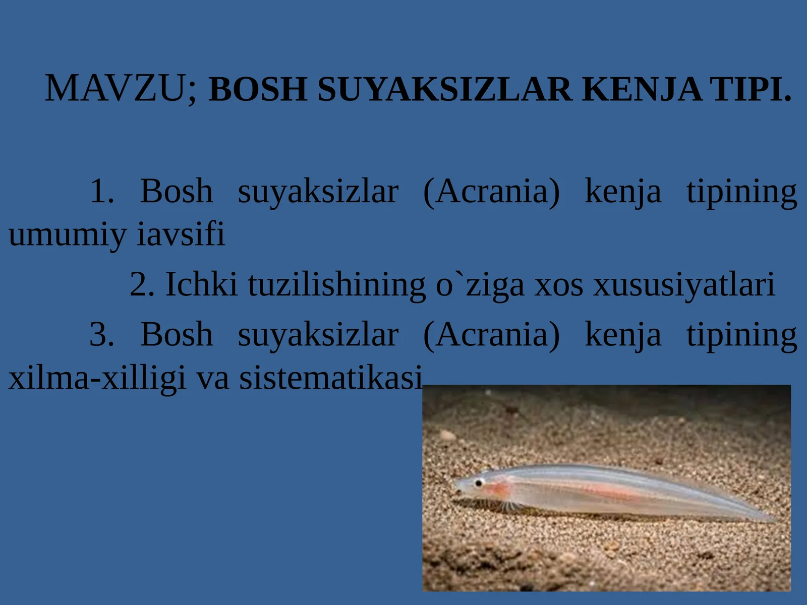 Bosh suyaksizlar (Acrania) kenja tipi