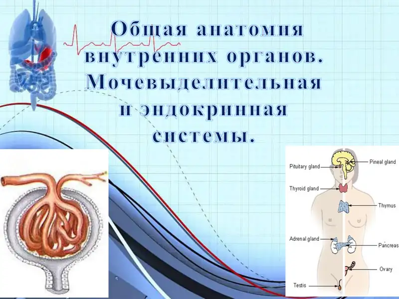 Почки