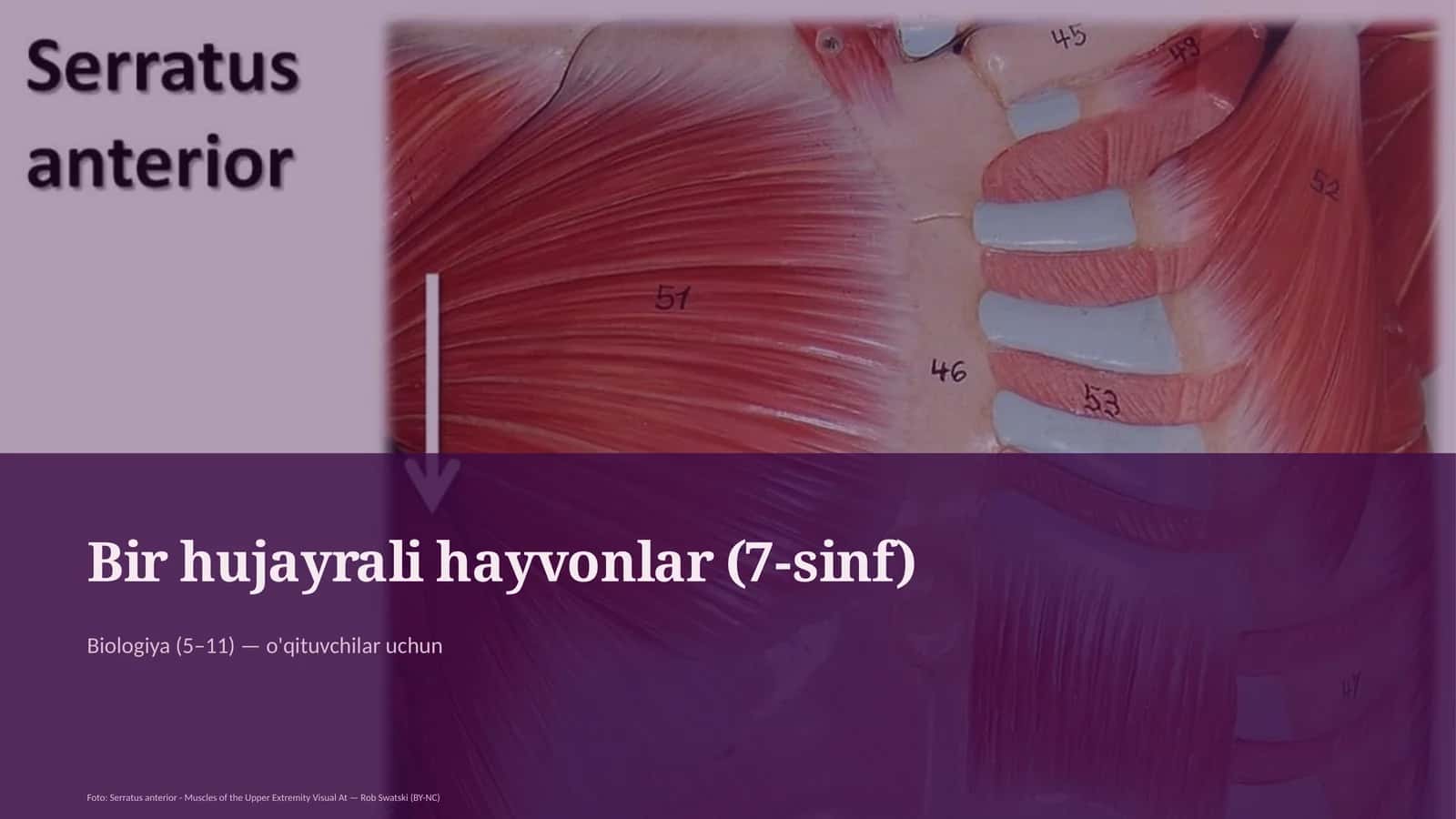 Bir hujayrali hayvonlar (7-sinf)