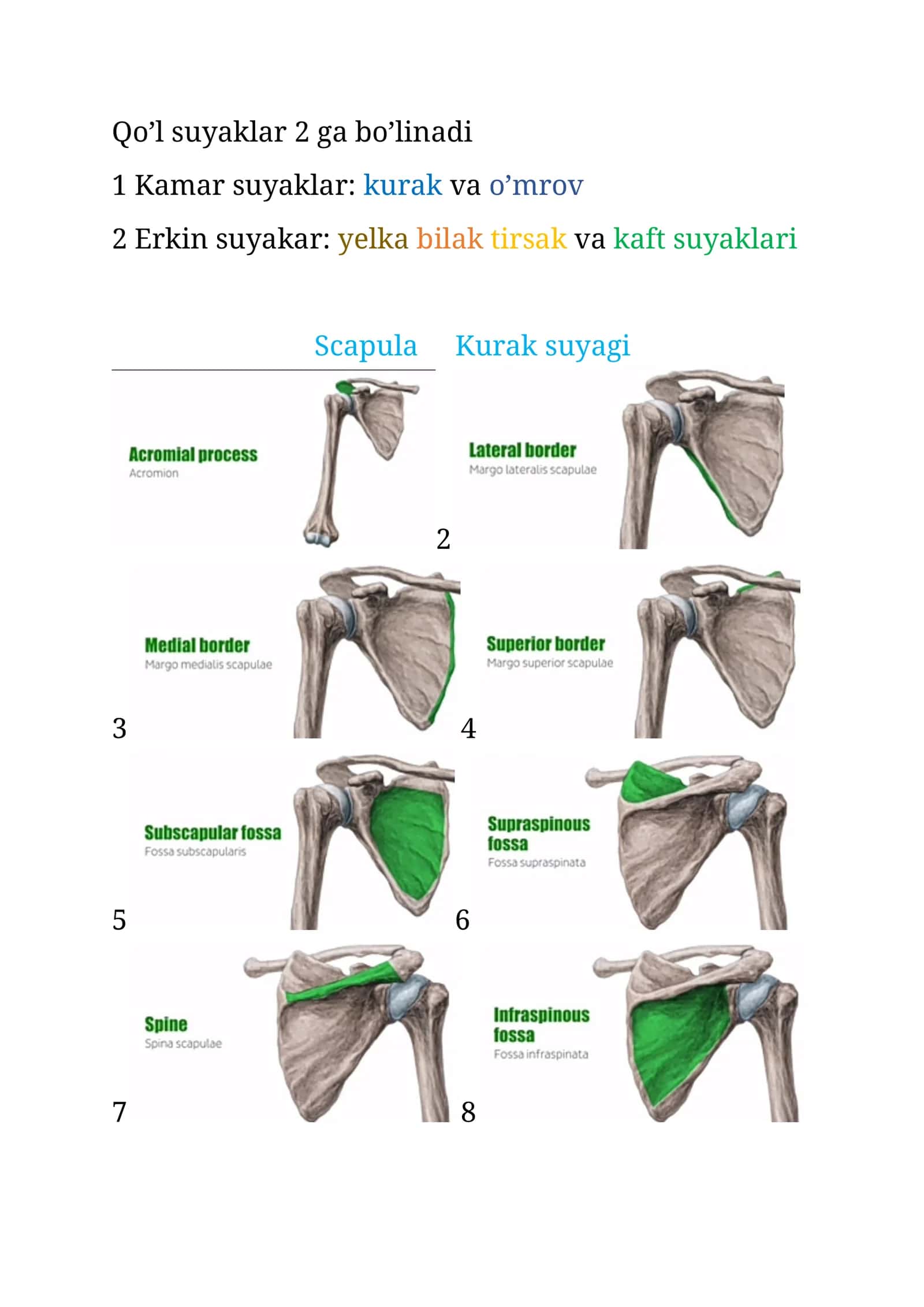 Qo’l suyaklar 2 ga bo’linadi