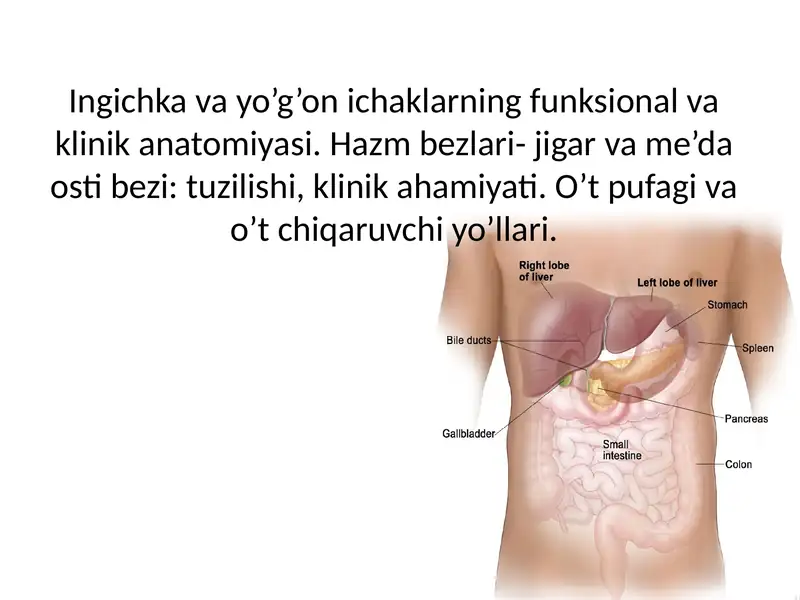Ingichka va yo’g’on ichaklarning funksional va klinik anatomiyasi. Hazm bezlari- jigar va me’da osti bezi: tuzilishi, klinik ahamiyati. O’t pufagi va o’t chiqaruvchi yo’llari.