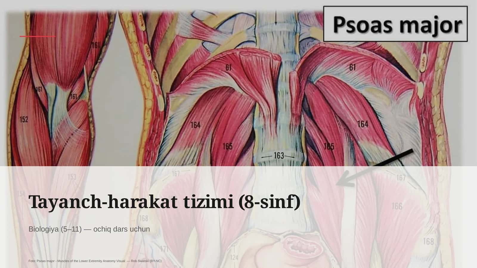Tayanch-harakat tizimi (8-sinf)