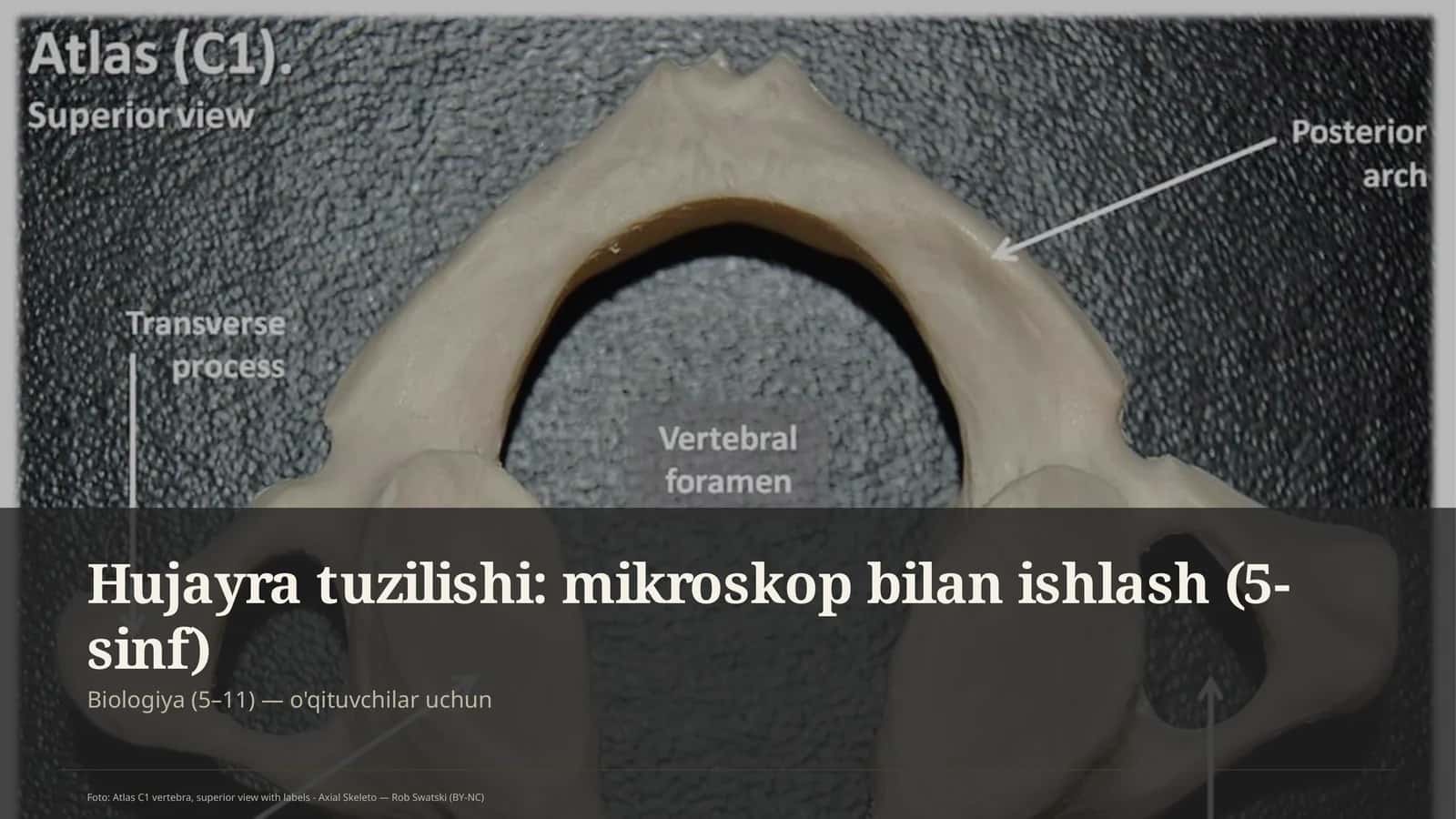 Hujayra tuzilishi: mikroskop bilan ishlash (5-sinf)