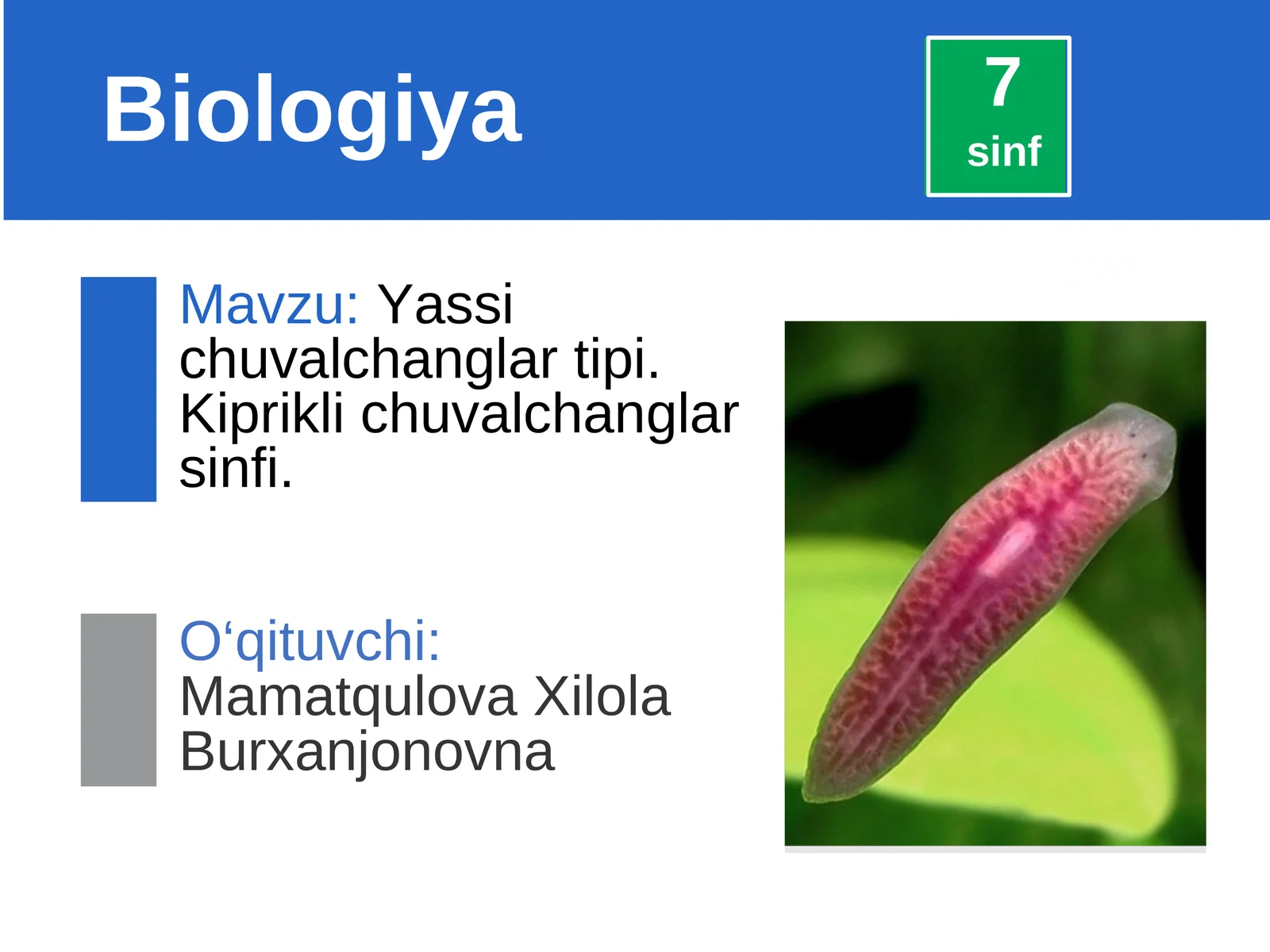 Yassi chuvalchanglar tipi. Kiprikli chuvalchanglar sinfi