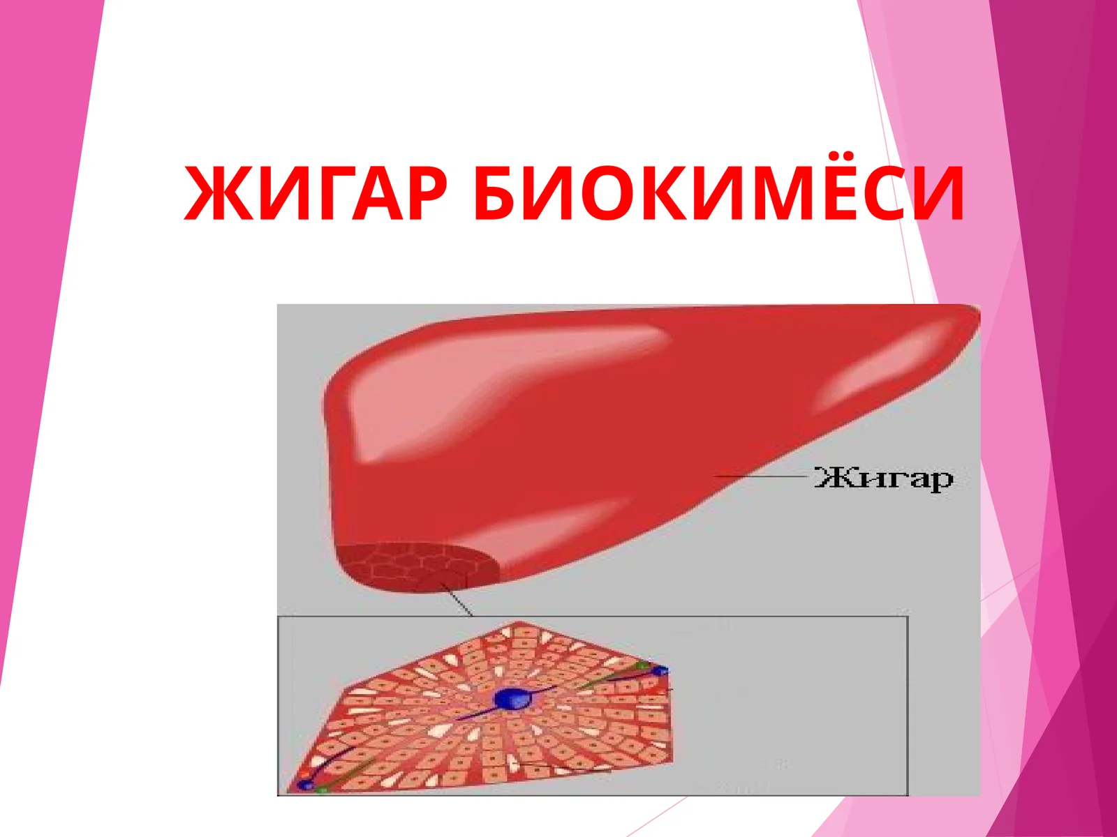 Жигар Биокимёси