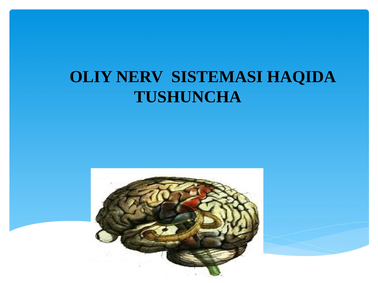 ОЛИЙ NERVSISTEMASI HAQIDA TUSHUNCHA