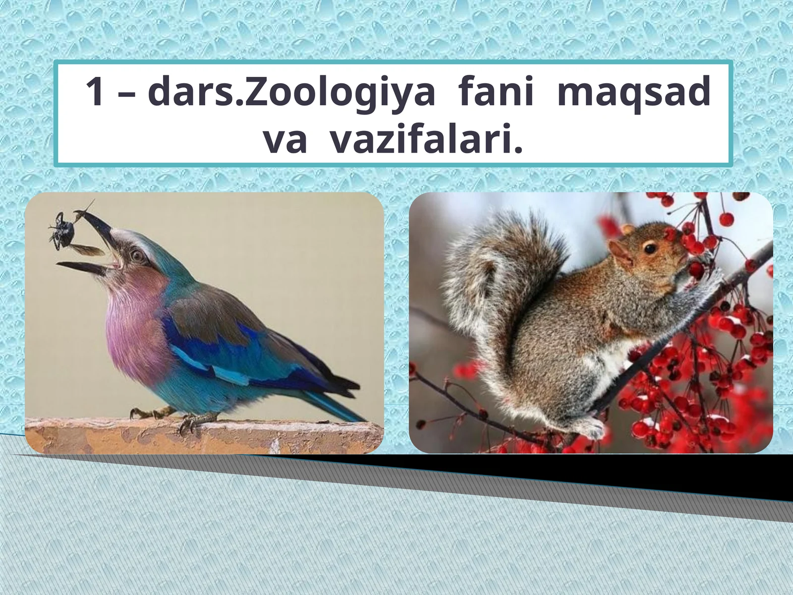 Zoologiya fanimaqsadvavazifalari