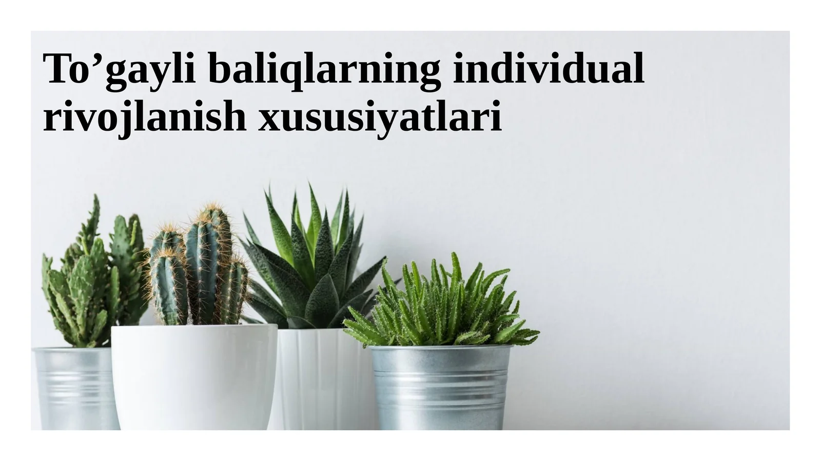 To’gayli baliqlarning individual rivojlanish xususiyatlari