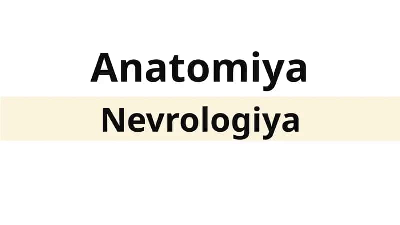 Anatomiya
