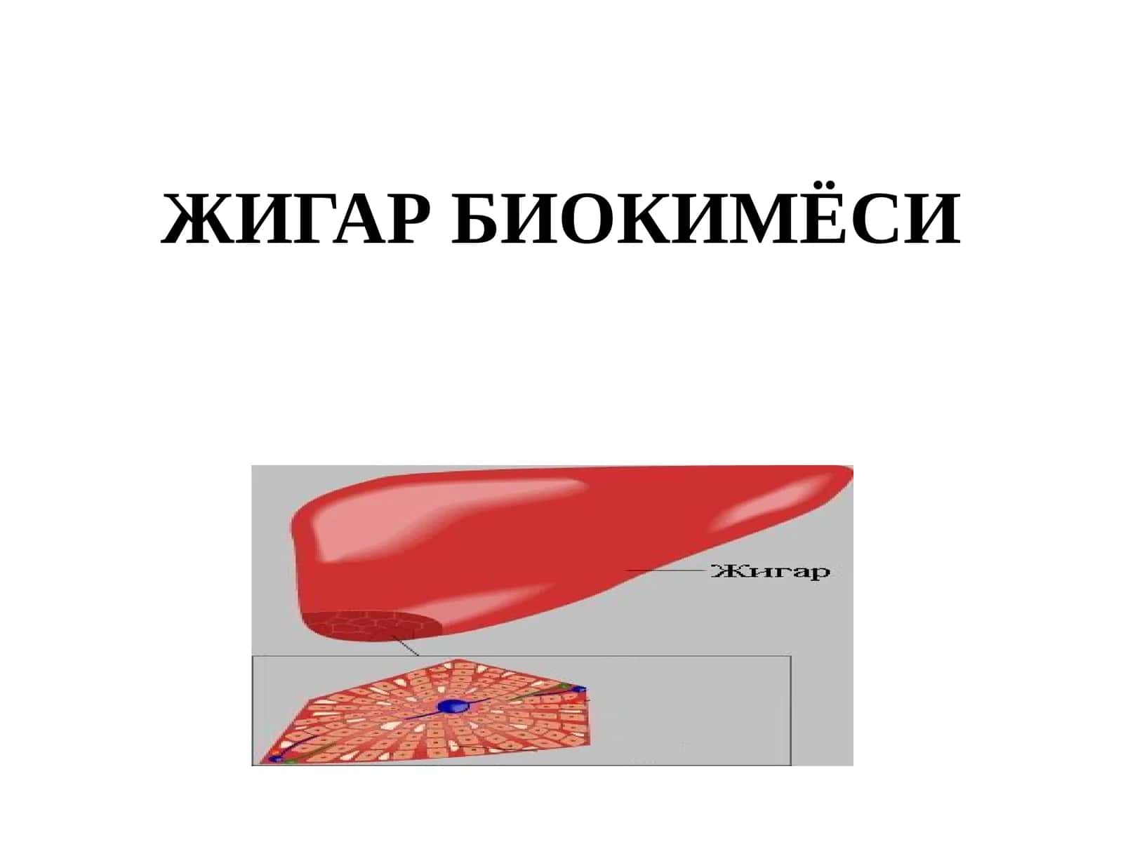 Жигар Биокимёси