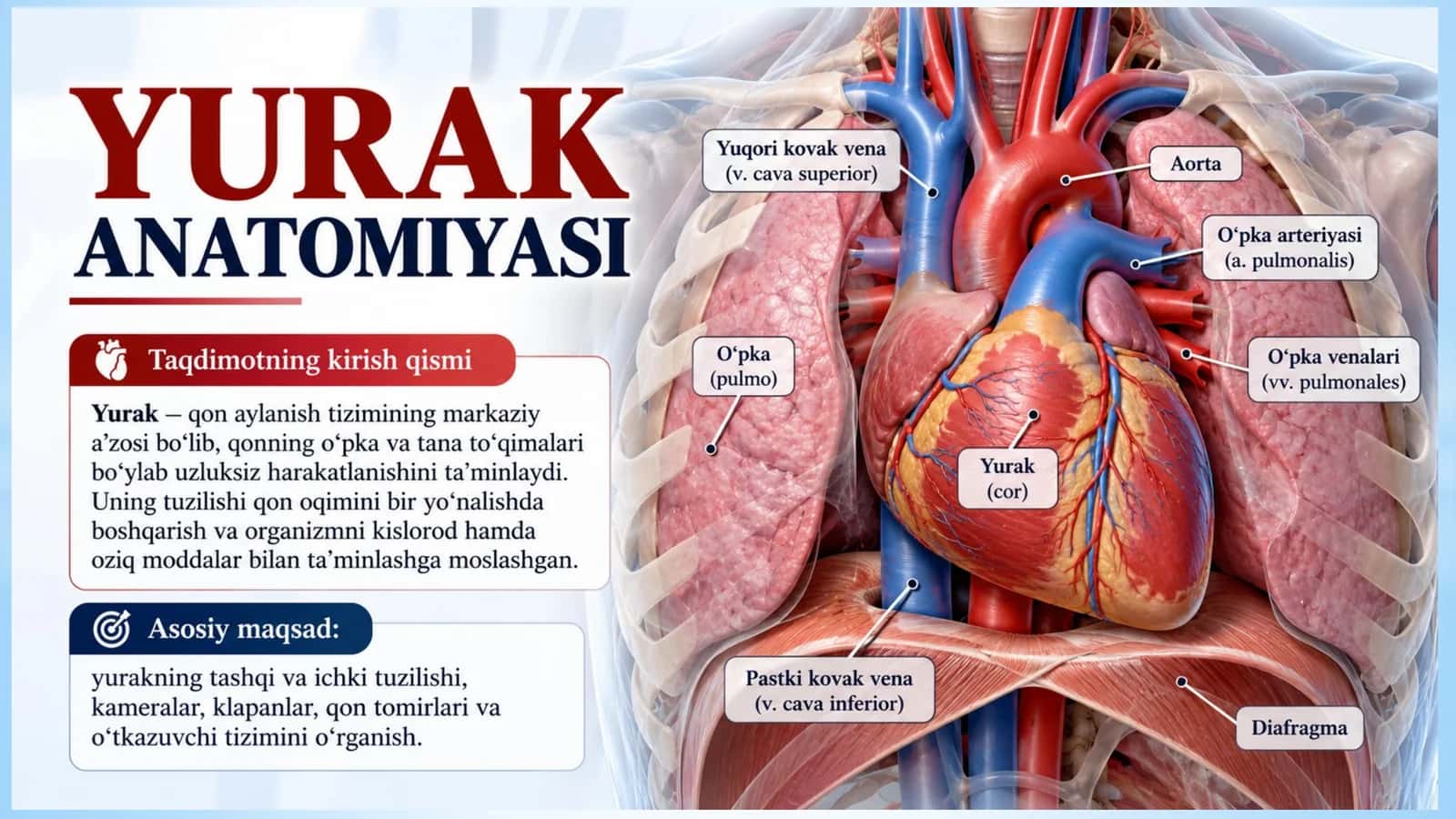 Yurak anatomiyasi — Professional taqdimot (16 slayd)