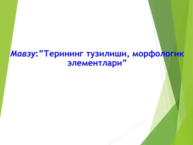 Терининг тузилиши, морфологик элементлари