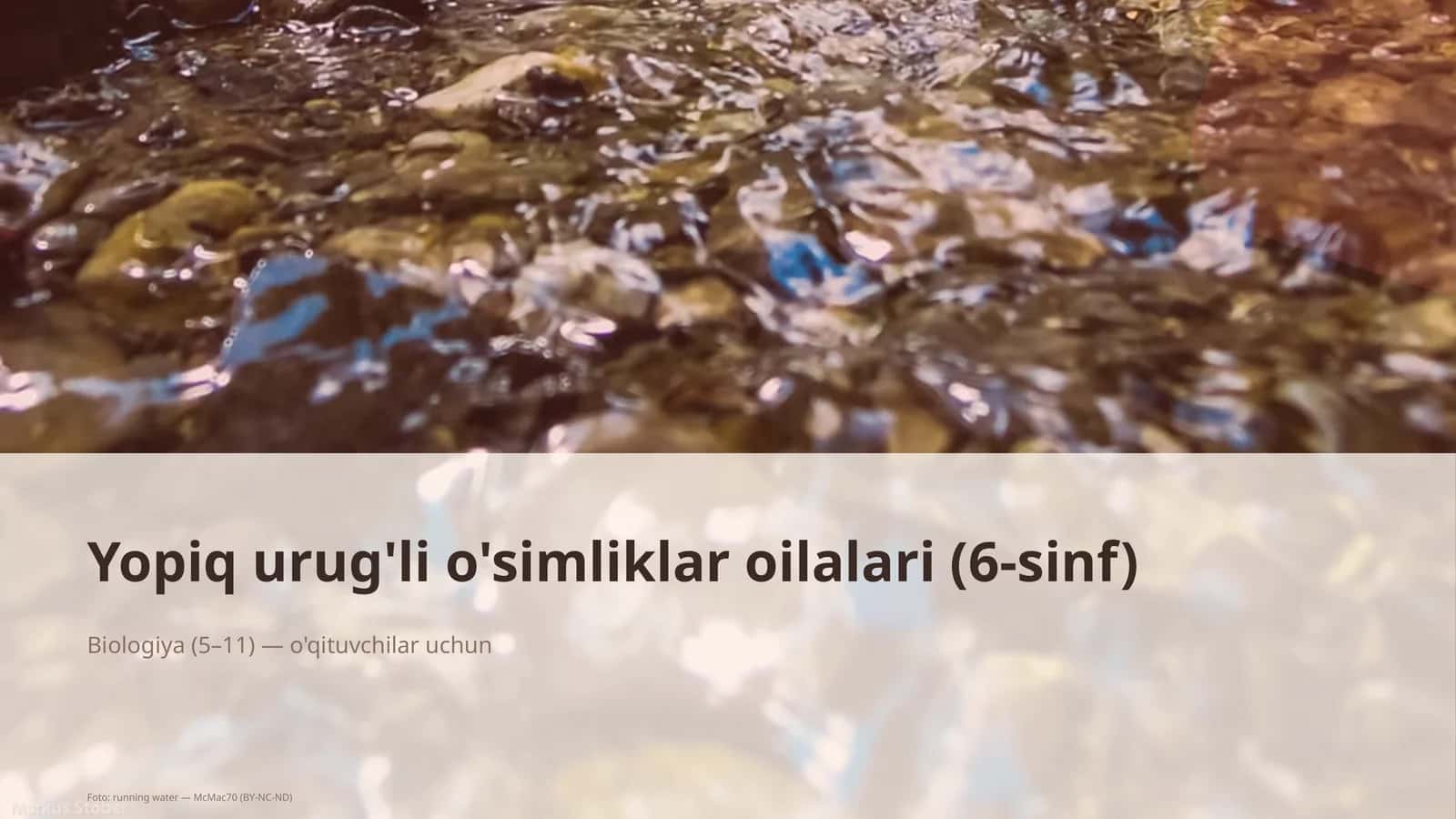 Yopiq urug'li o'simliklar oilalari (6-sinf)
