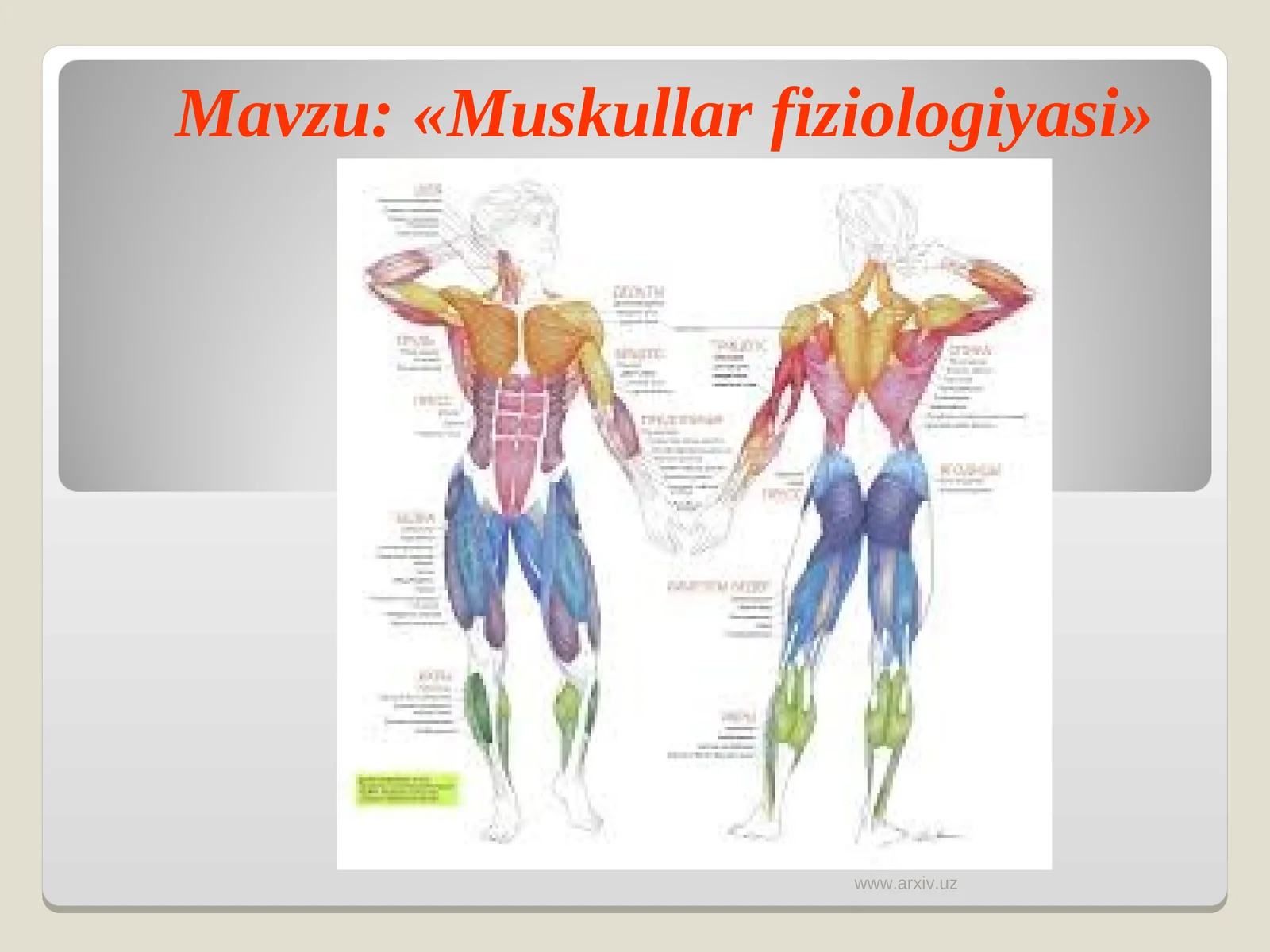 «Muskullar fiziologiyasi»