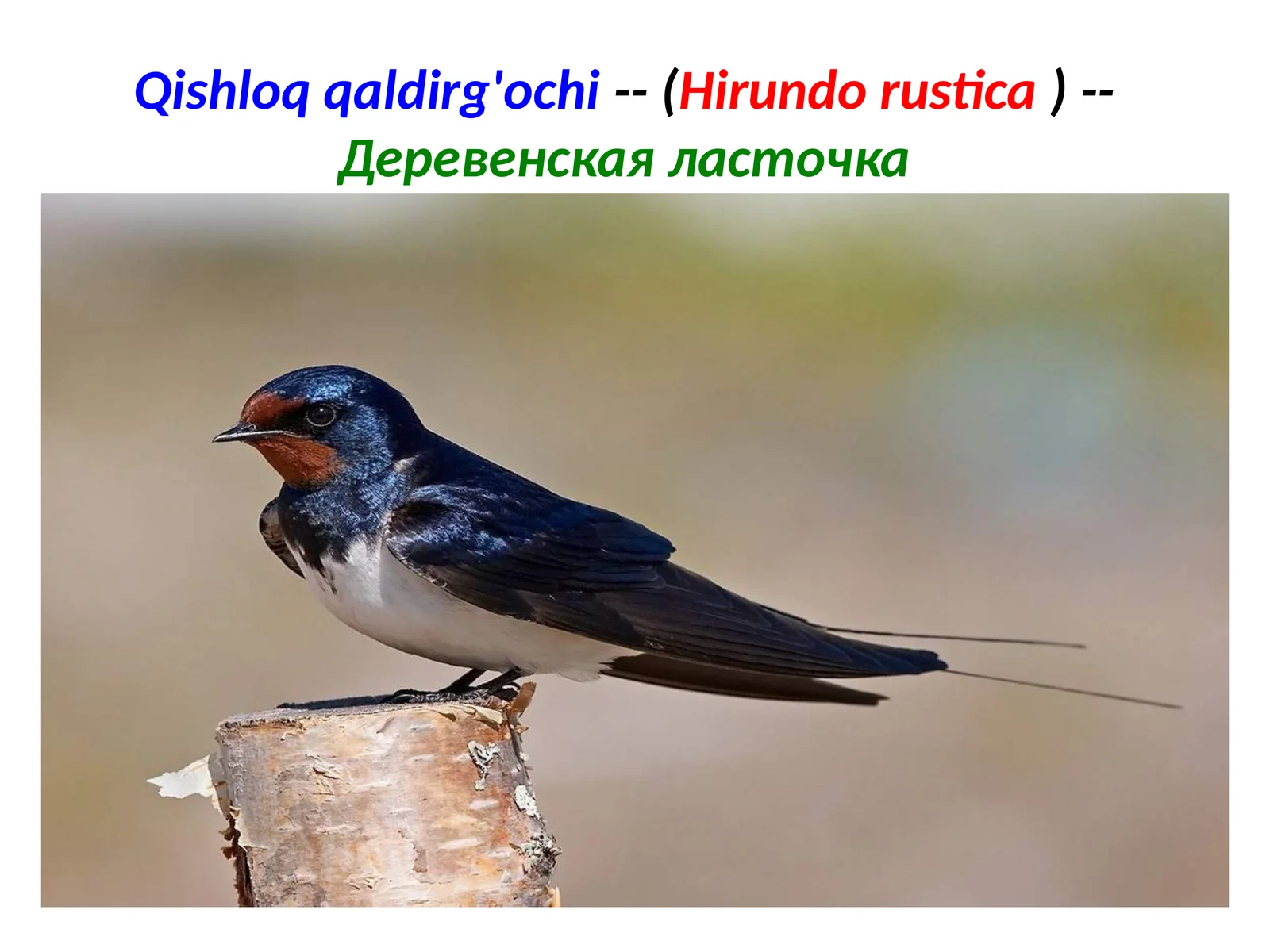Qishloqqaldirg'ochi