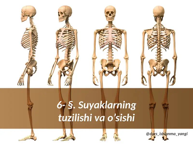§.Suyaklarning tuzilishi va o'sishi