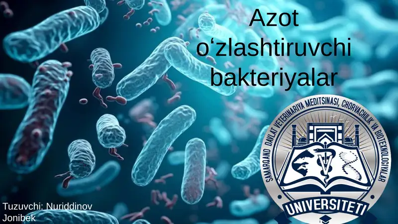 Azotoʻzlashtiruvchi bakteriyalar