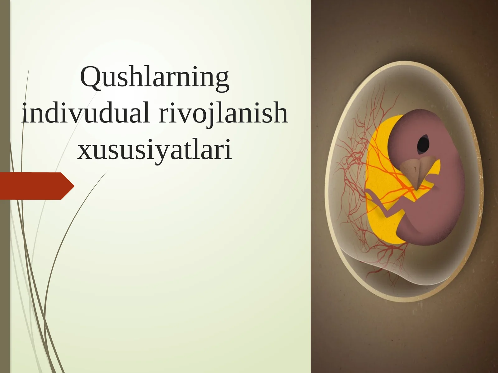 Qushlarning individual rivojlanish xususiyatlari 2026 yil