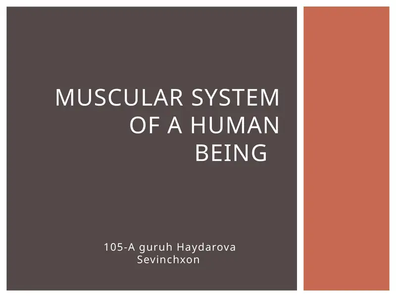 Muscular system of a human being