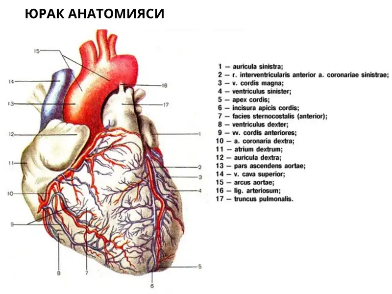 yurak anatomiyasi