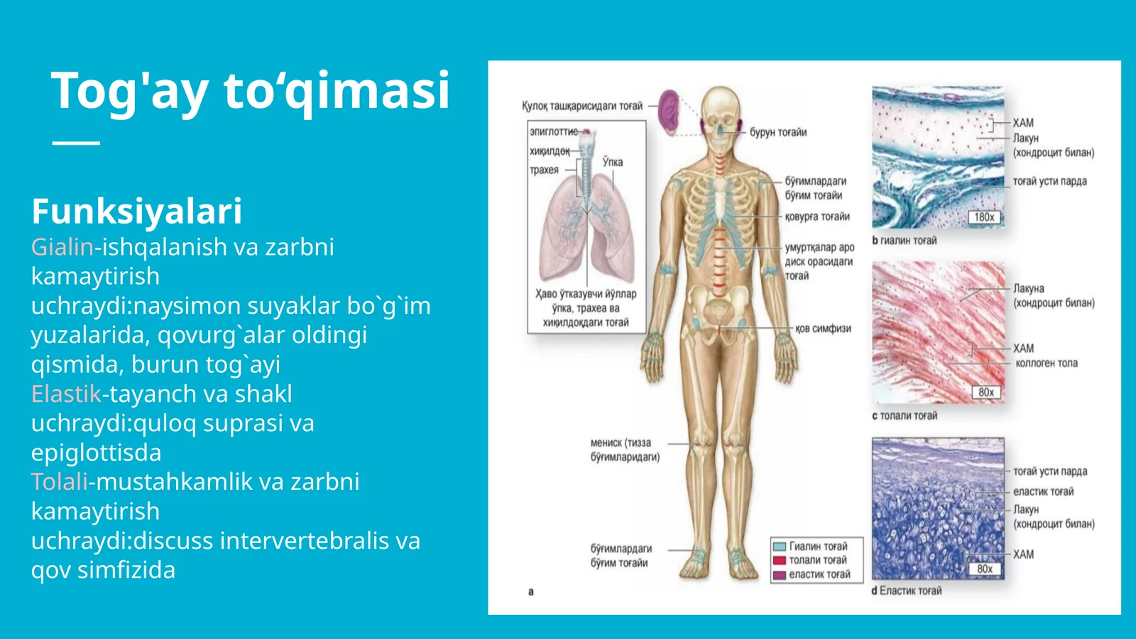 Skelet to'qimasi. Tog'ay to'qimasi