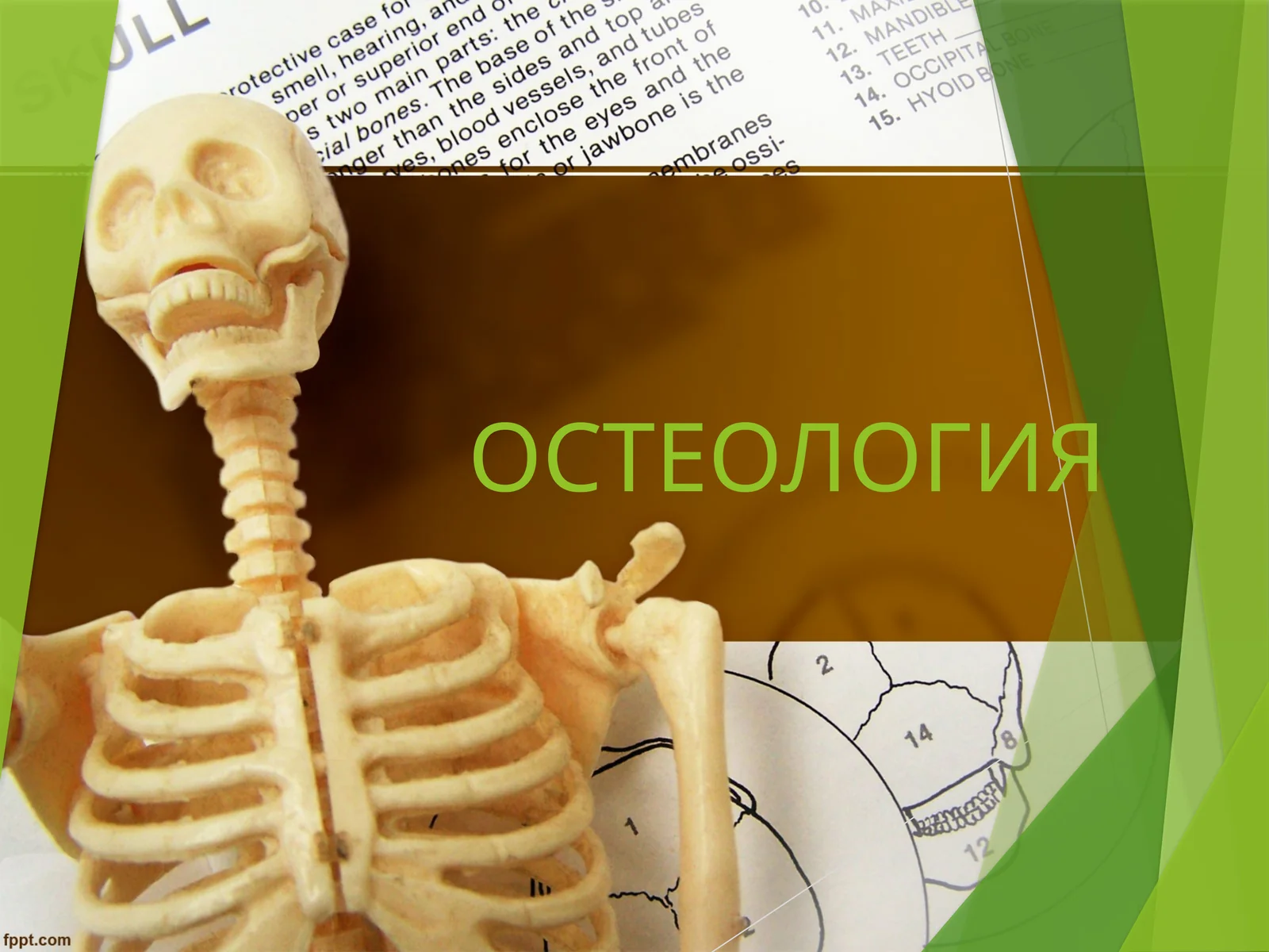 ОСТЕОЛОГИЯ ТАЯНЧ-ХАРАКАТ АППАРАТИ