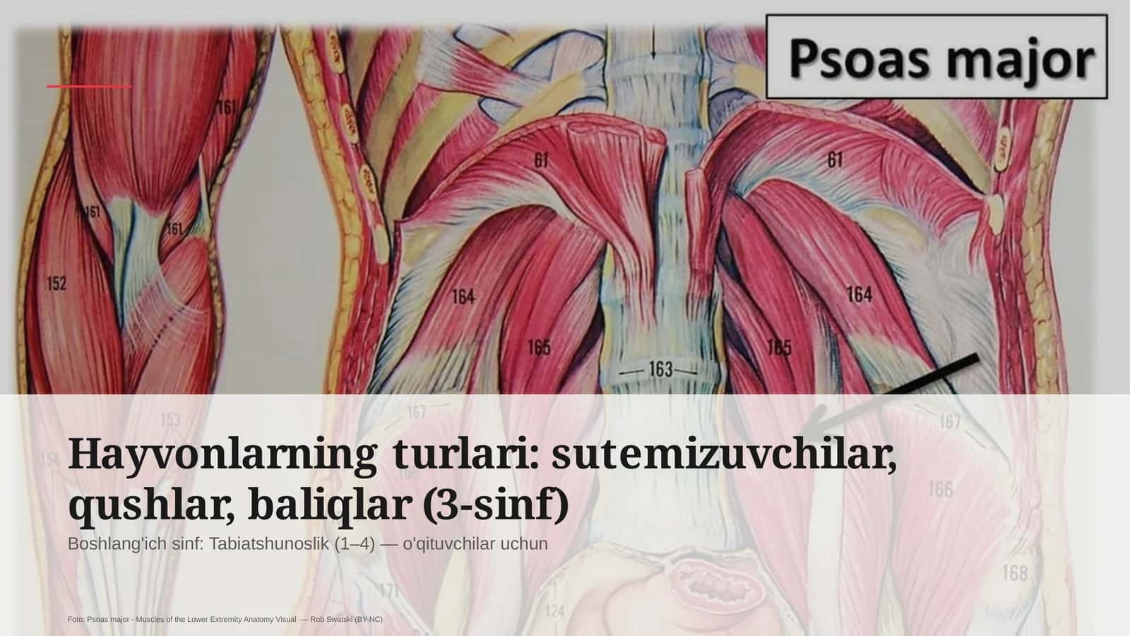 Hayvonlarning turlari (3-sinf)