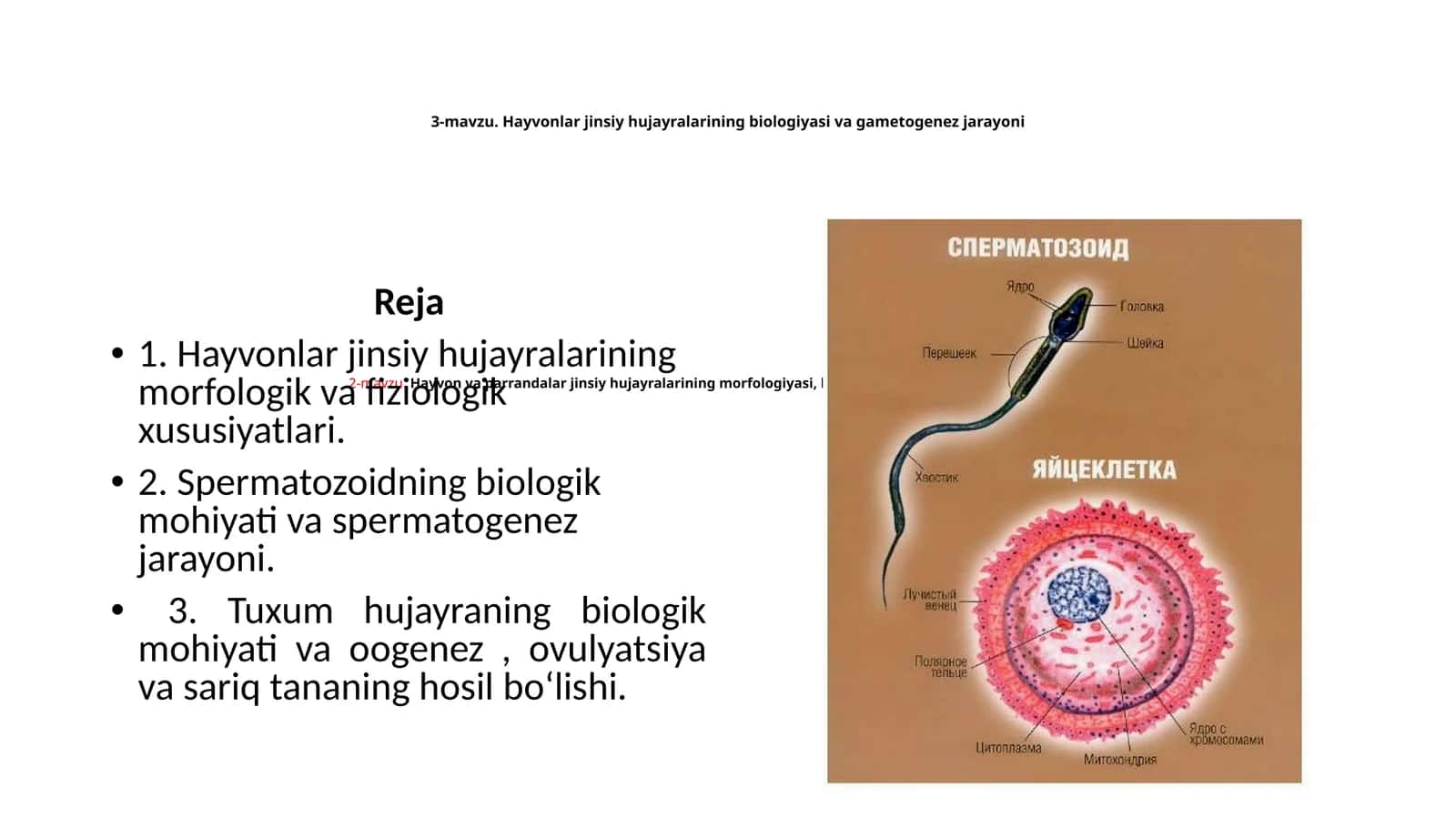 Hayvonlar jinsiy hujayralarining biologiyasi va gametogenez jarayoni