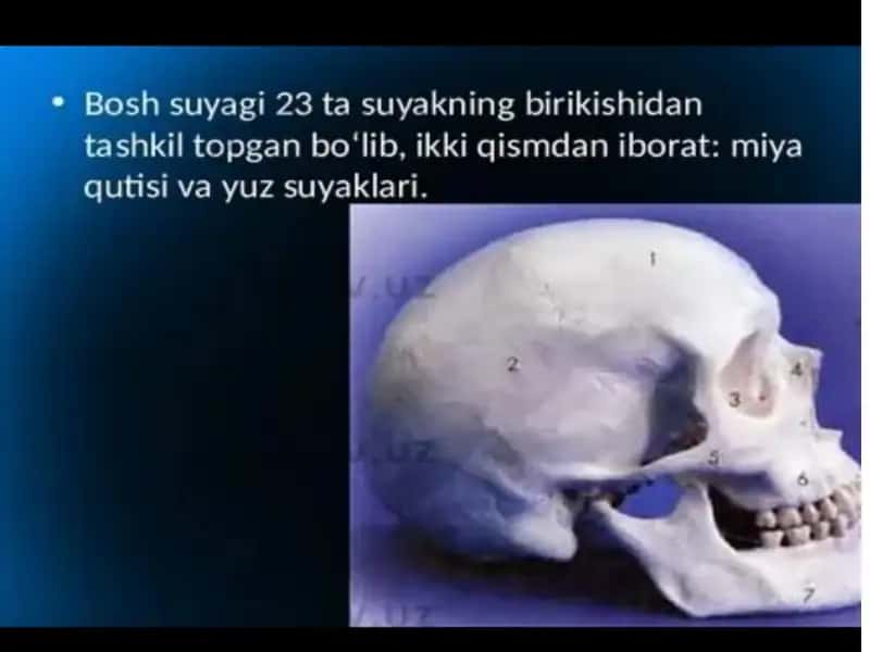 Kalla suyaklari