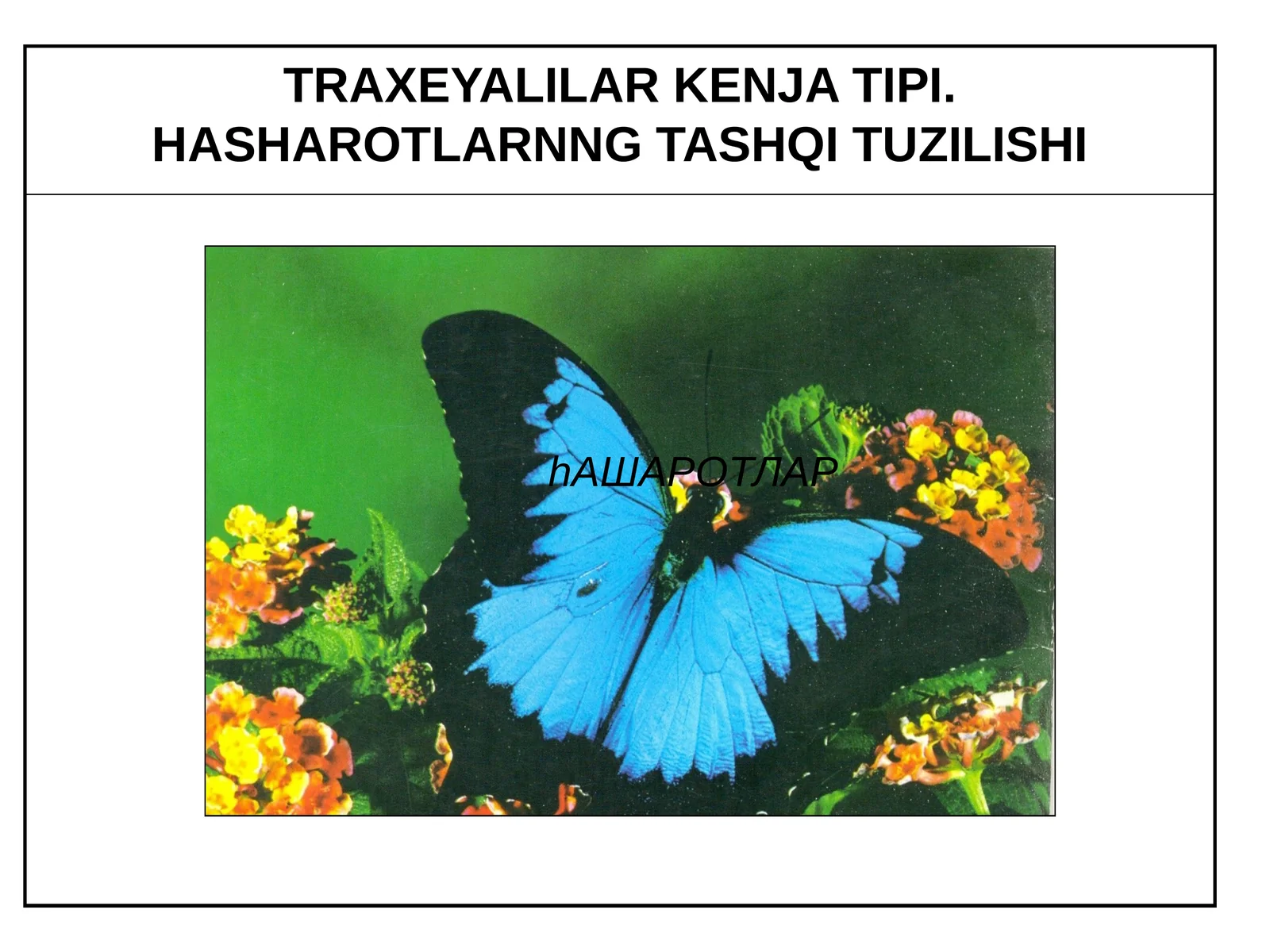 Traxeyalilar - Tracheata kenja tipi
