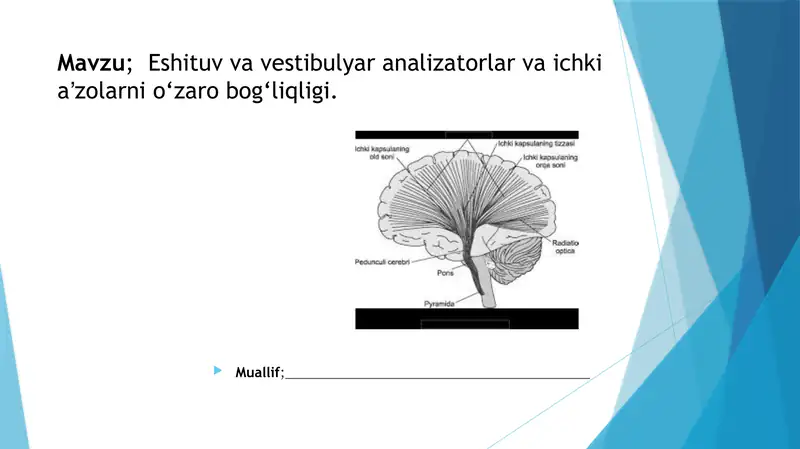 Eshituv va vestibulyar analizatorlar va ichki aʼzolarni o‘zarobog‘liqligi