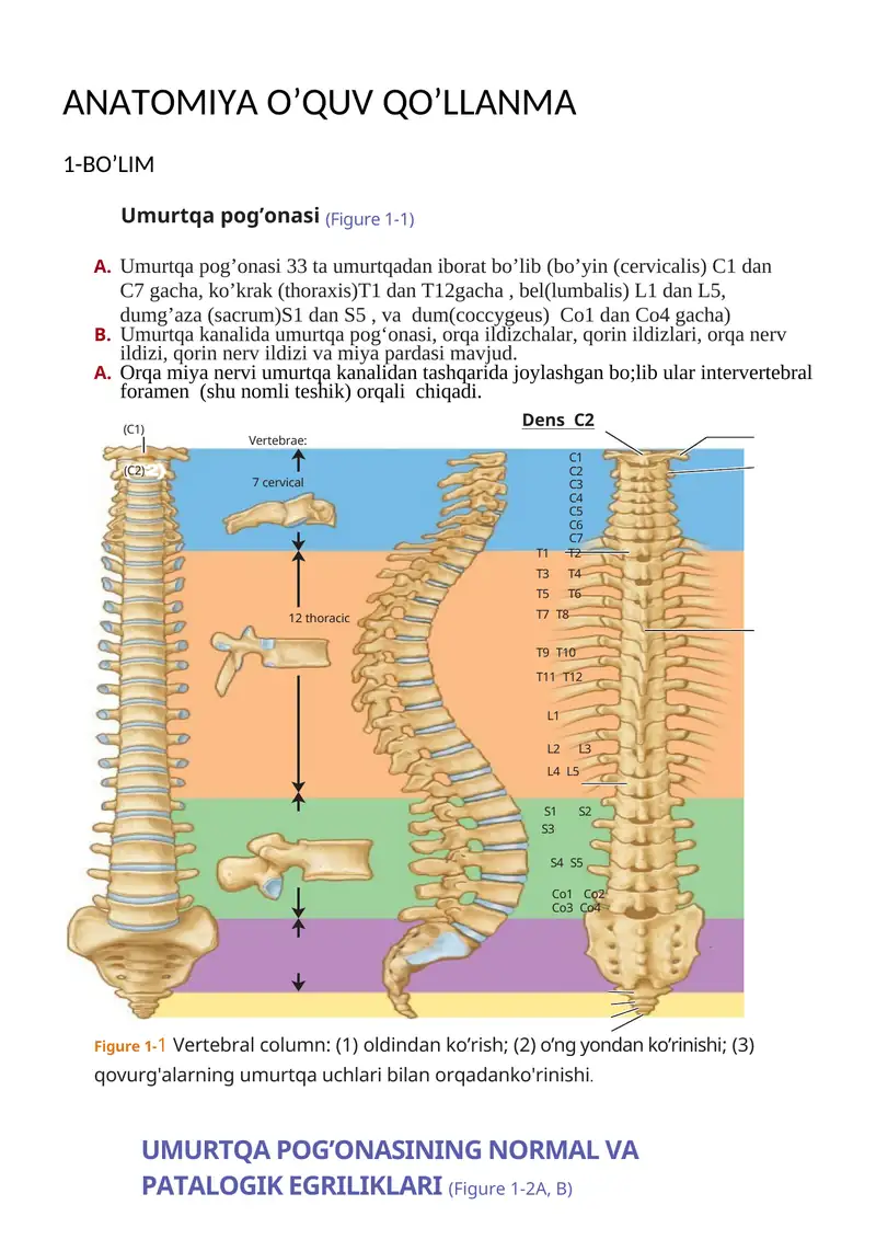 Umurtqa pog'onasi. ANATOMIYA O’QUV QO’LLANMA
