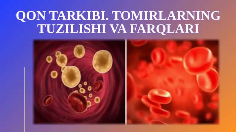 Qontarkibi.Tomirlarning tuzilishi va farqlari