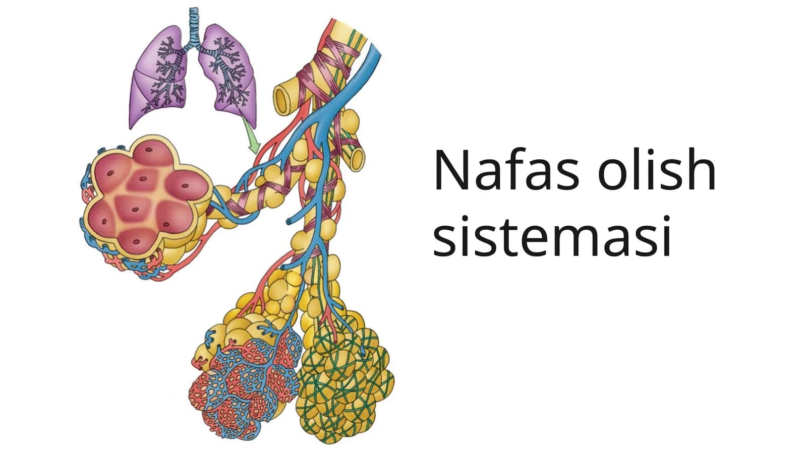 Nafas olish sistemasi