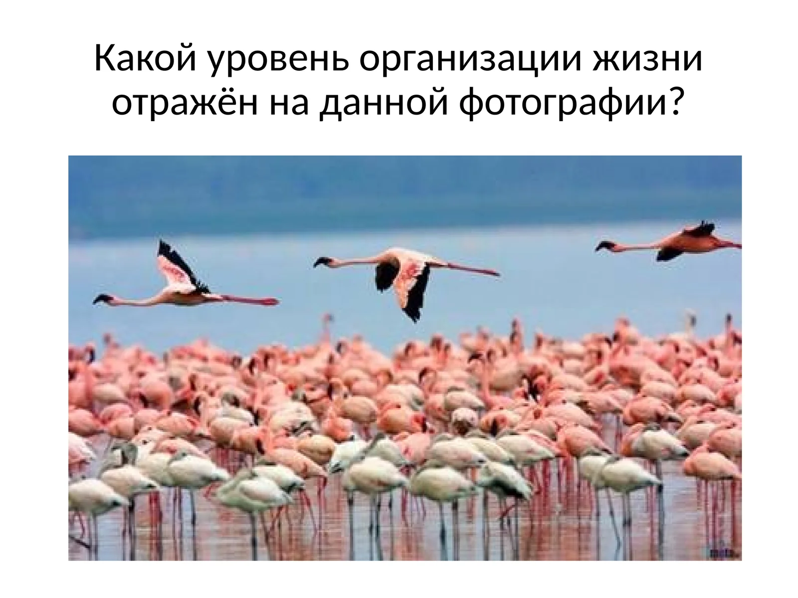 Развитие биологии в дарвиновский период