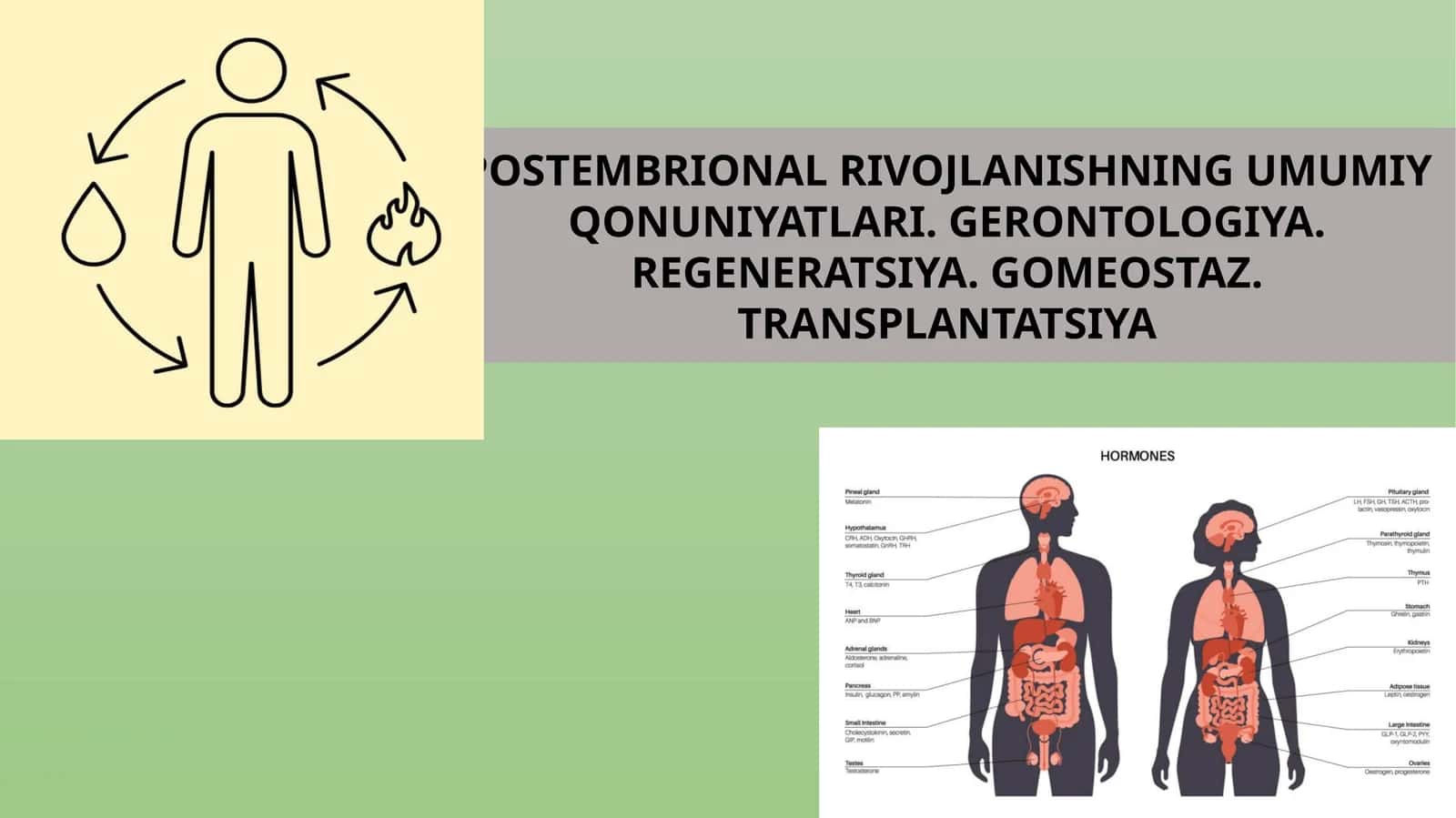 POSTEMBRIONAL RIVOJLANISHNING UMUMIY QONUNIYATLARI. GERONTOLOGIYA. REGENERATSIYA. GOMEOSTAZ. TRANSPLANTATSIYA