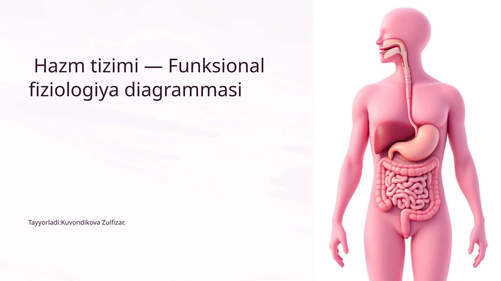 Hazmtizimi — Funksional fiziologiya diagrammasi