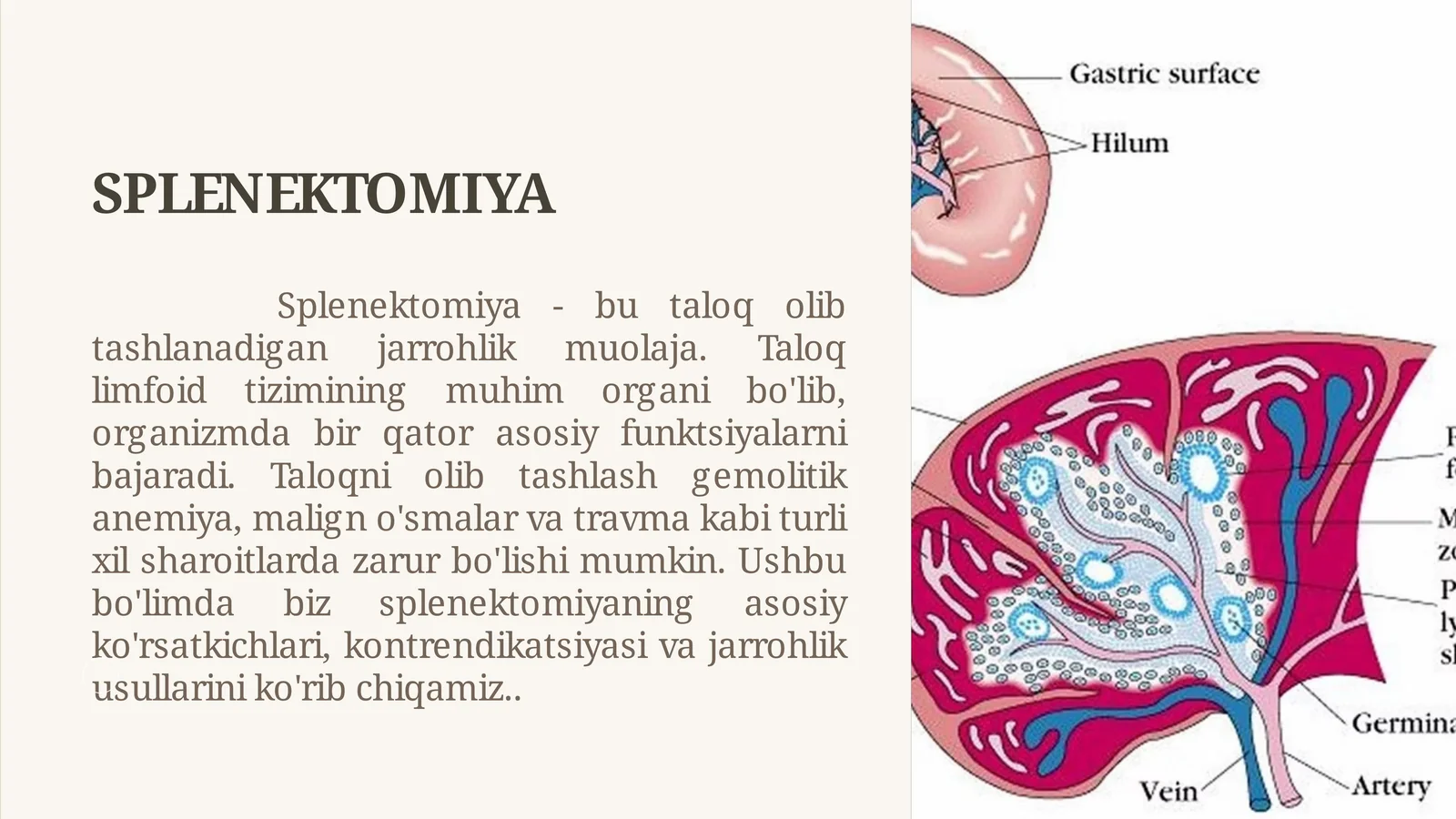 SPLENEKTOMIYA