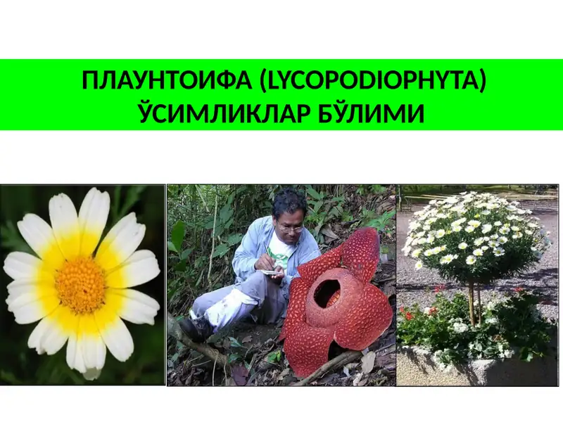 ПЛАУНТОИФА (LYCOPODIOPHYTA) ЎСИМЛИКЛАР БЎЛИМИ