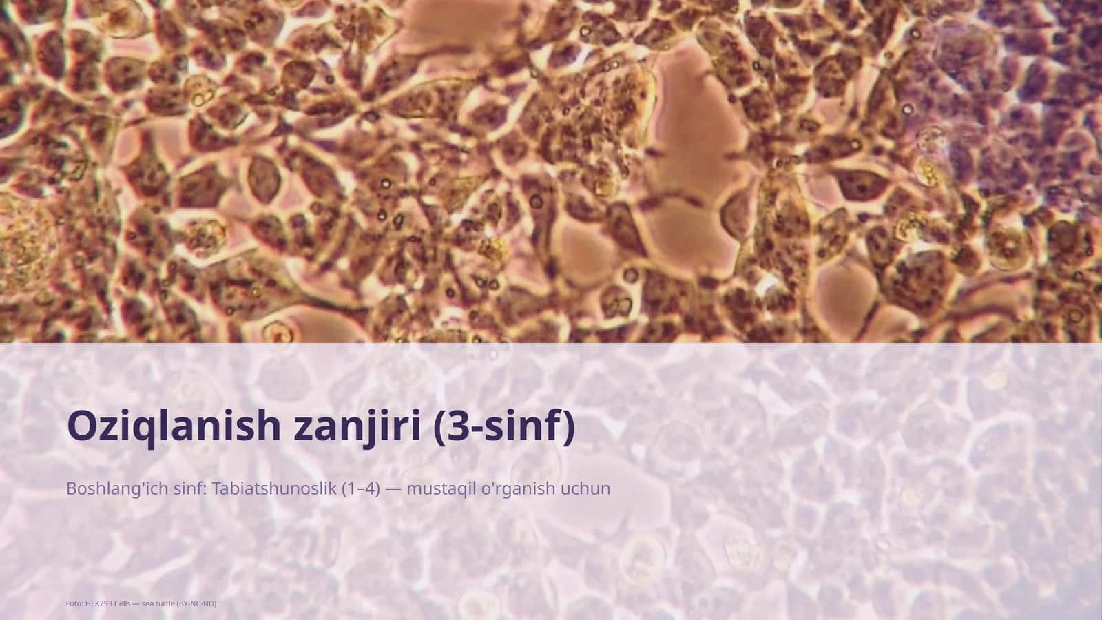 Oziqlanish zanjiri (3-sinf)
