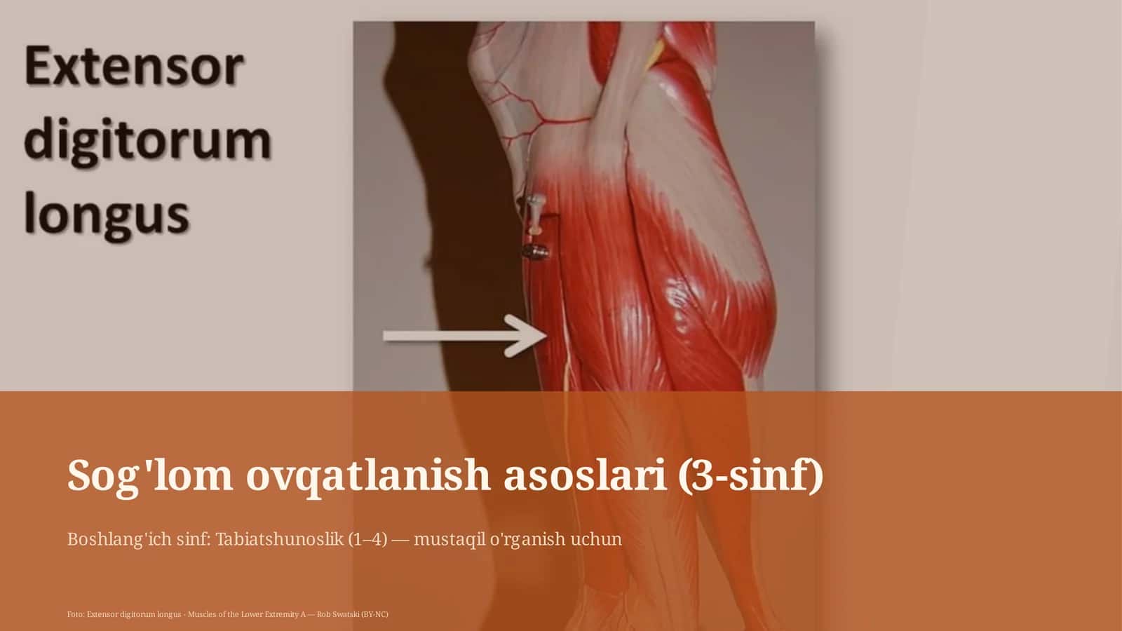 Sog'lom ovqatlanish asoslari (3-sinf)